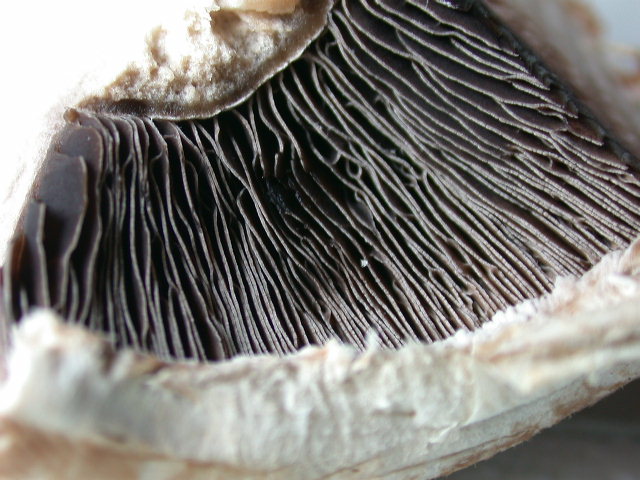 Tre elementi particolari ... QUIZ